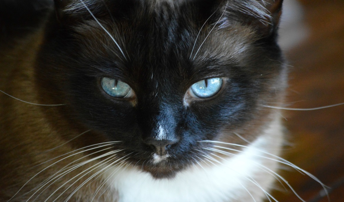 Snowshoe: cibo per gatti e ritratto di razza